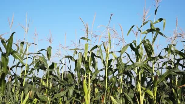 Green corn on the blue sky background. — Stock Video