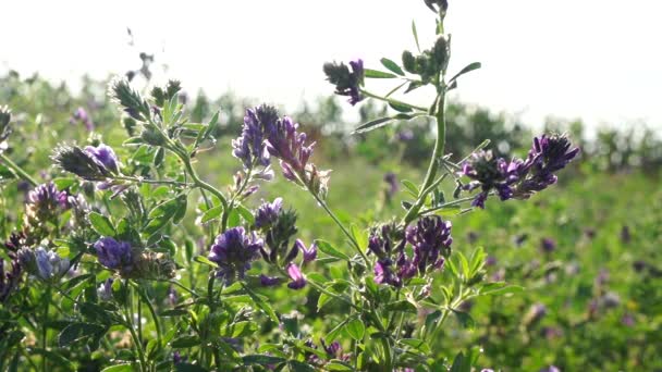 Campo de alfafa. Durante o período de floração . — Vídeo de Stock