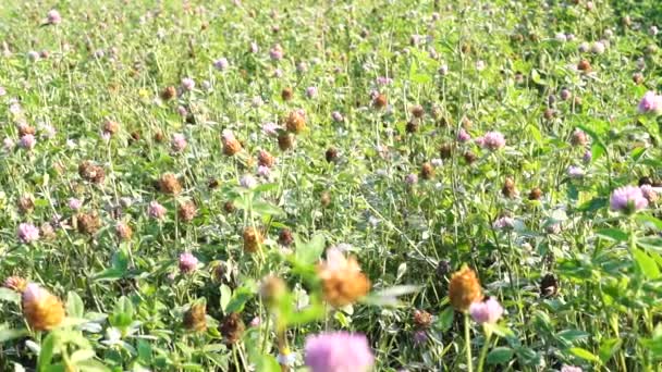 De clover bloemen op het veld van de boerderij. — Stockvideo