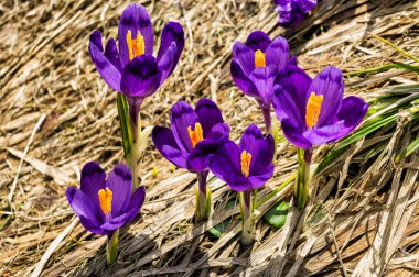 Yüksek büyümeye dağ rezerv çiçekler ve bu çok kısa