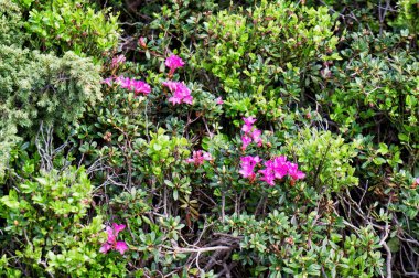 Kırmızı dağ çiçekleri o bloom bir dağda snags