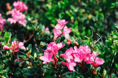 Kırmızı dağ çiçekleri o bloom bir dağda snags