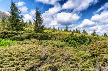 Dağ tepe yaz Karpaty Ukrayna Hoverla bulutlarda beyaz ile mavi gökyüzü altında pastoral görünümünü