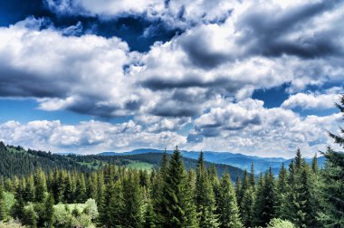 Dağ türler rotasındaki Mount Hoverla Ukrayna