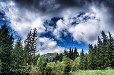 Dağ türler rotasındaki Mount Hoverla Ukrayna
