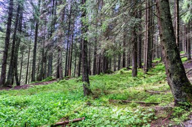 Karpatlar Mount Hoverla için yol seyahat Kosta ormanda fotoğrafı