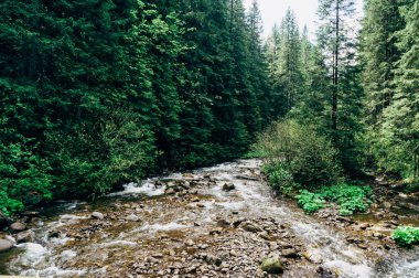 Dağ nehir Mount Hoverla Karpaty Ukrayna giderken