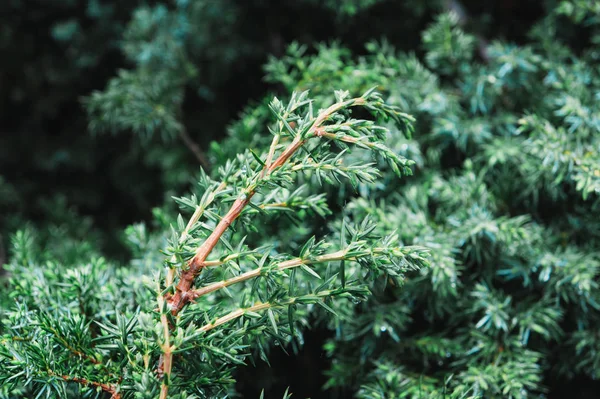 Coniferous trees growing in the Carpathian Ukraine