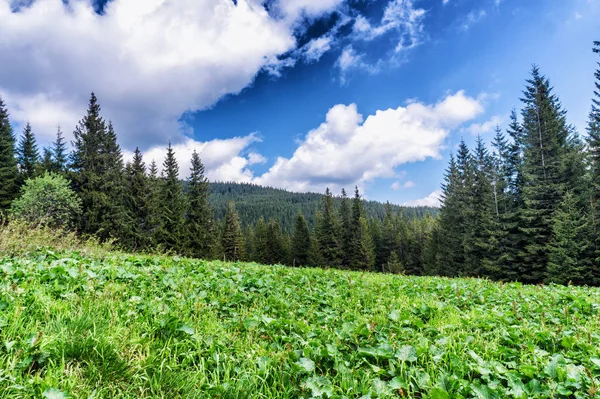 Espécies Montanha Rota Para Monte Hoverla Ucrânia — Fotografia de Stock