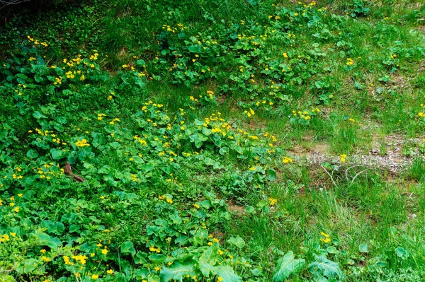 Πράσινα Φυτά Που Αναπτύσσονται Marsh Κίτρινο Λουλούδι Ανθίσει — Φωτογραφία Αρχείου