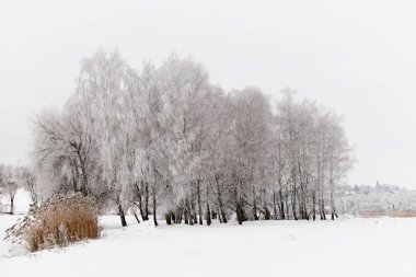 Kış hava. Yerdeki beyaz kar kaplı.