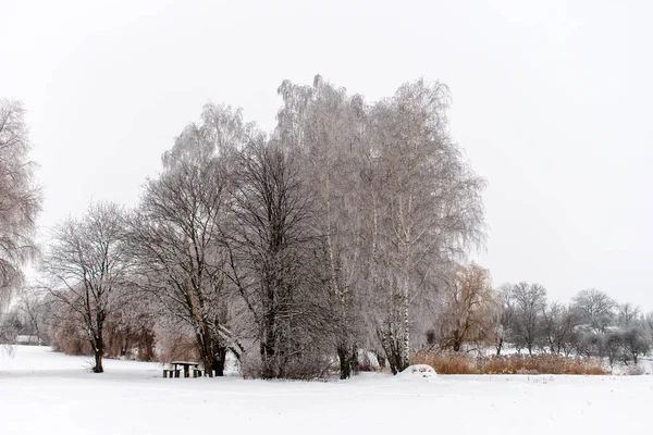 Árvores de neve de inverno, humor de Ano Novo . — Fotografia de Stock