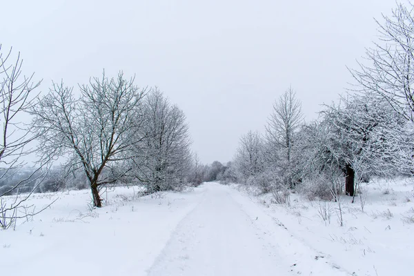 Árboles de nieve de invierno, Año Nuevo humor . —  Fotos de Stock
