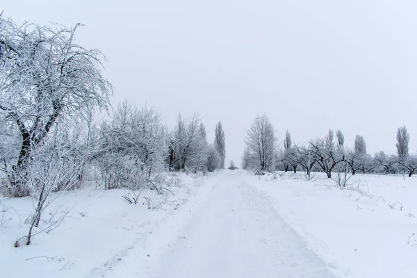 Árboles de nieve de invierno, Año Nuevo humor . — Foto de Stock