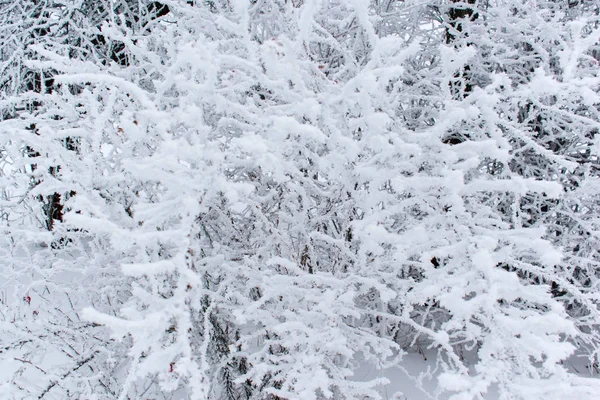 Взимку снігу дерев, настрої Новий рік. — стокове фото
