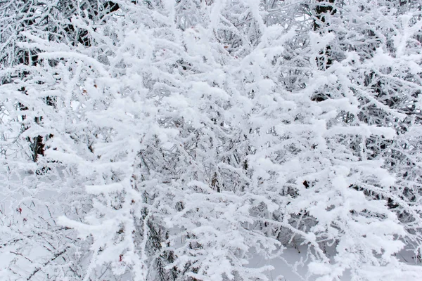 Arbres à neige d'hiver, humeur Nouvel An . — Photo