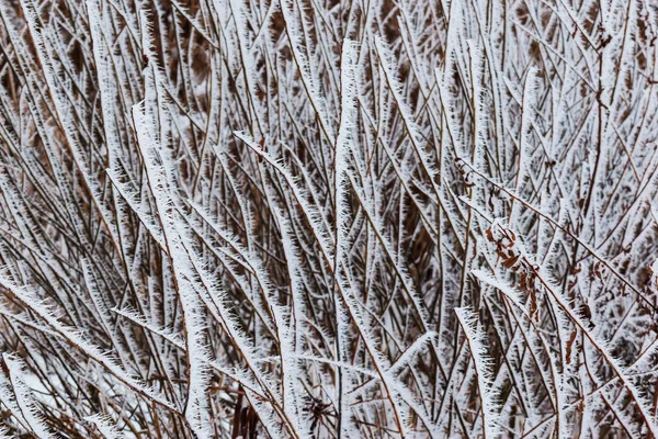 Winterweer. Het omvat alles in de tuin. — Stockfoto