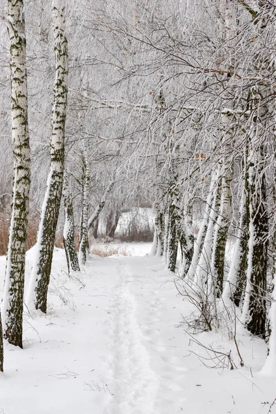 Paisaje invernal. El clima invernal nieve está en el suelo . —  Fotos de Stock