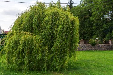 Yaz yeşil ağaçlar ve çim parkıdır.
