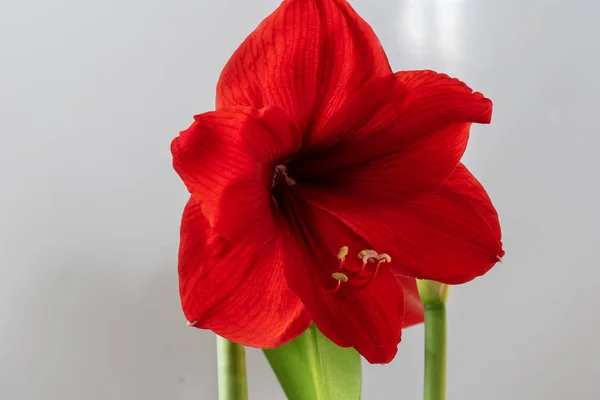 Homemade flower blooms in red. — Stock Photo, Image