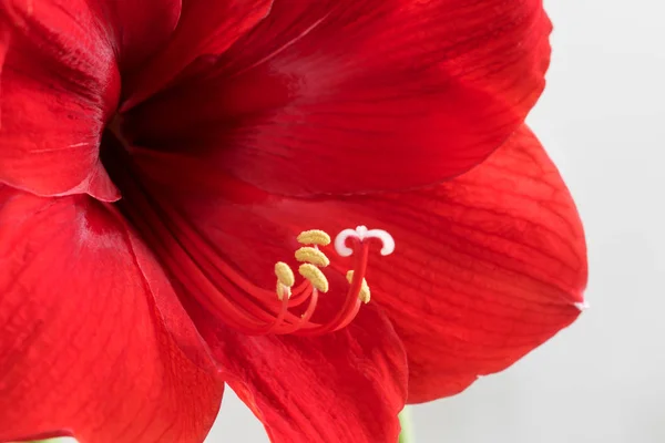 Fleurs artisanales en rouge . — Photo