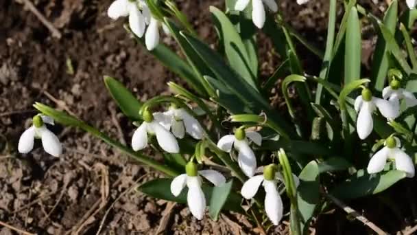올해의 봄 시간입니다. 꽃 snowdrops. — 비디오