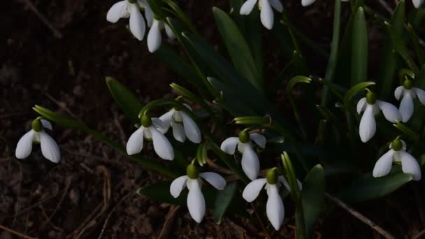 Frühlingszeit. Schneeglöckchen blühen. — Stockvideo