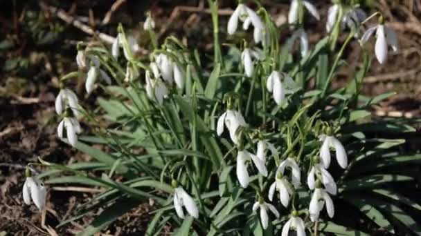 Printemps de l'année. gouttes de neige de fleur . — Video