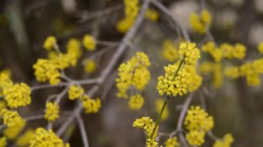 ilkbahar sarı çiçek kızılcık çiçekleri.