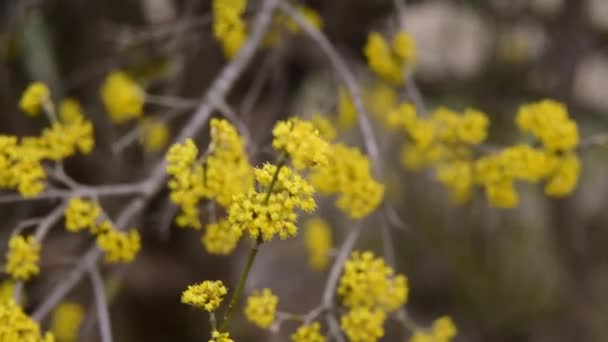 Kornoelje bloeit in lente gele bloem. — Stockvideo