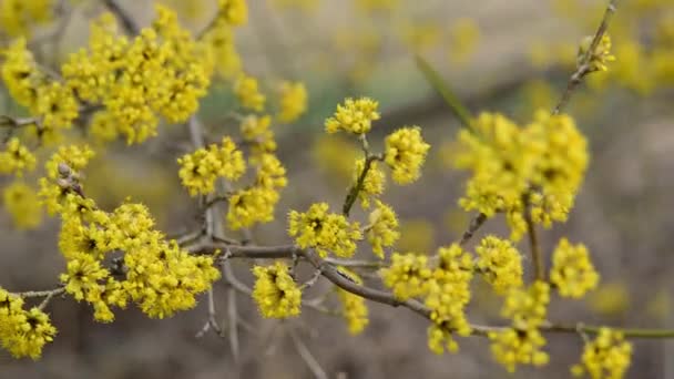 Hartriegel blüht im Frühling gelbe Blume. — Stockvideo