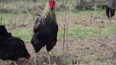 Tavuk. Siyah üreme tavuklar çim otlatmak.