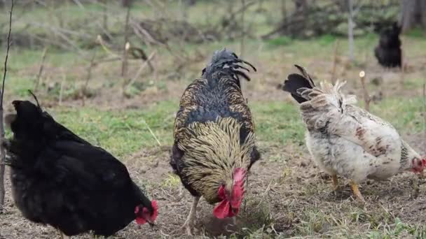 Tavuk. Siyah üreme tavuklar çim otlatmak. — Stok video