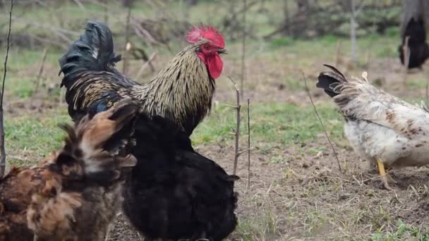 Птахівництво. Кури чорного розведення випасають траву . — стокове відео
