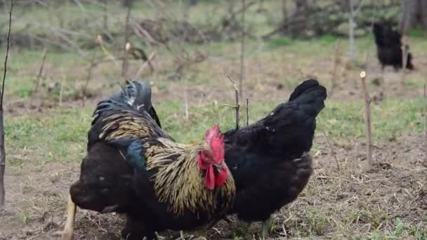 Aves. Gallinas reproductoras negras pastan hierba . — Vídeos de Stock