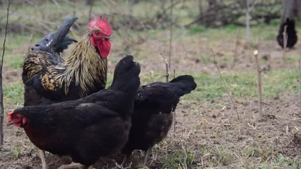 Aves. Gallinas reproductoras negras pastan hierba . — Vídeos de Stock