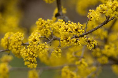 ilkbahar sarı çiçek kızılcık çiçekleri.