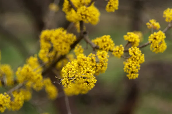 La madera de cordero florece en primavera flor amarilla . — Foto de Stock