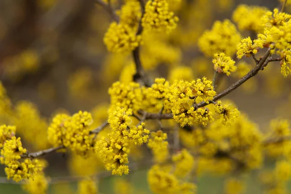 Весной расцветает желтый цветок . — стоковое фото