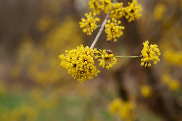 Fioriture di corniolo in primavera fiore giallo . — Foto Stock