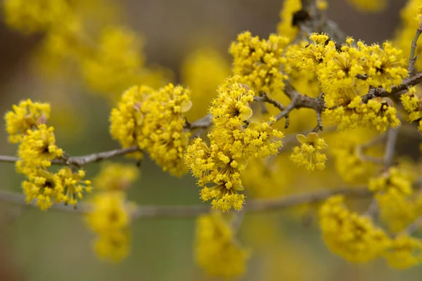 Hartriegel blüht im Frühling gelbe Blume. — Stockfoto