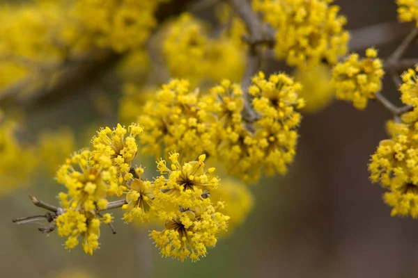 Hartriegel blüht im Frühling gelbe Blume. — Stockfoto