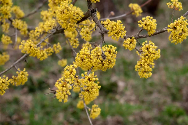 Dogwood blooms in spring yellow flower. — Stock Photo, Image