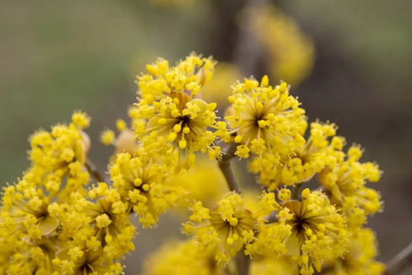 Dogwood blooms in spring yellow flower. — Stock Photo, Image