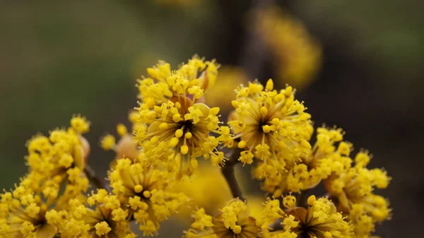 Hartriegel blüht im Frühling gelbe Blume. — Stockfoto