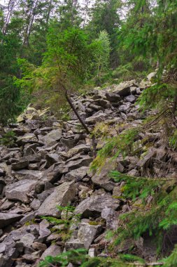 Kayalık dağa tırmanmak