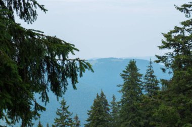 Karpat dağlarını kaplayan dökmeyen ormanlar