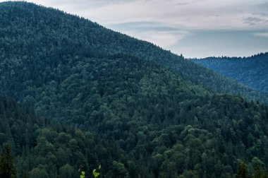 Karpat dağlarını kaplayan dökmeyen ormanlar