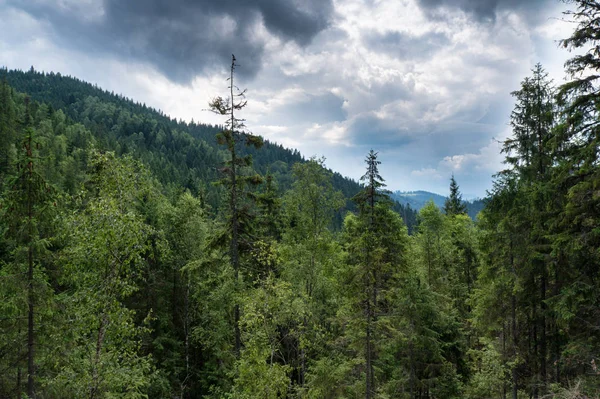 Vintergröna skogar som täcker Karpaterna — Stockfoto