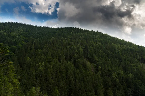 Stálezelené lesy pokrývající Karpatské hory — Stock fotografie
